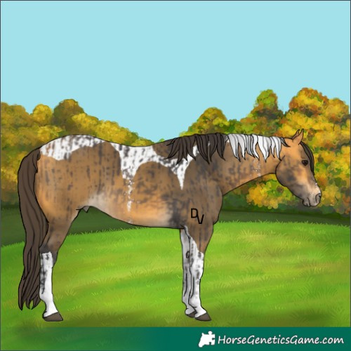 Horse Color:Buckskin Sabino  and Buckskin Tobiano 