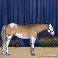Horse Color:Bay Dun Sabino Splash Appaloosa 
