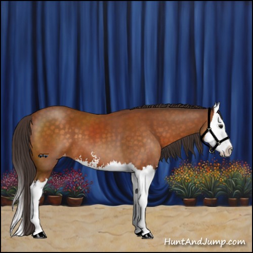 Horse Color:Buckskin Sabino Splash Varnish