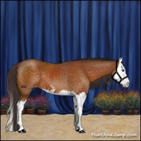 Horse Color:Buckskin Sabino Splash Appaloosa 