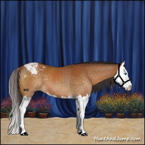 Horse Color:Buckskin Sabino Splash Appaloosa 