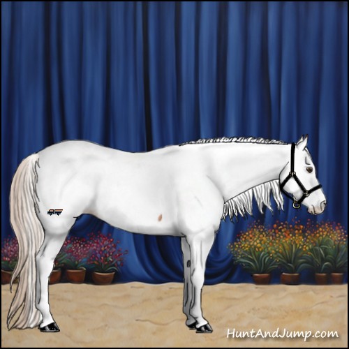 Horse Color:Silver Buckskin Sabino Tobiano Appaloosa Rabicano