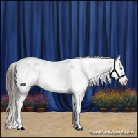 Horse Color:Buckskin Sabino Splash Appaloosa Rabicano 