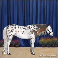 Horse Color:Silver Smoky Black Splash Appaloosa 