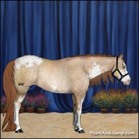 Horse Color:Buckskin Pearl Sabino Appaloosa Rabicano 