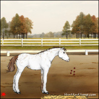 Horse Color:White Spotted Red Dun Appaloosa 