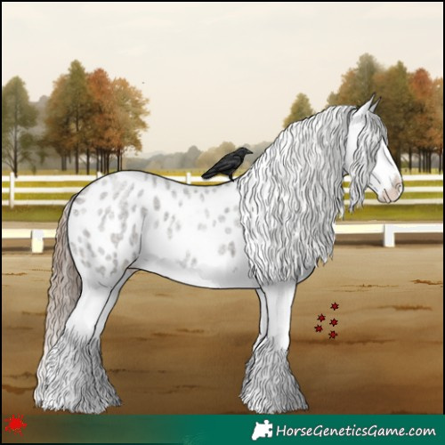 Horse Color:Grullo Roan Splash Near Leopard 