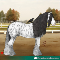 Horse Color:Blue Roan Splash Appaloosa