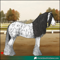 Horse Color:Blue Roan Splash Appaloosa