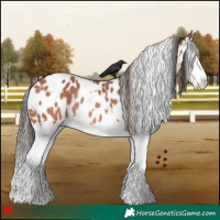 Horse Color:White Spotted Bay Splash Appaloosa Rabicano 