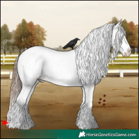 Horse Color:White Spotted Grullo Appaloosa