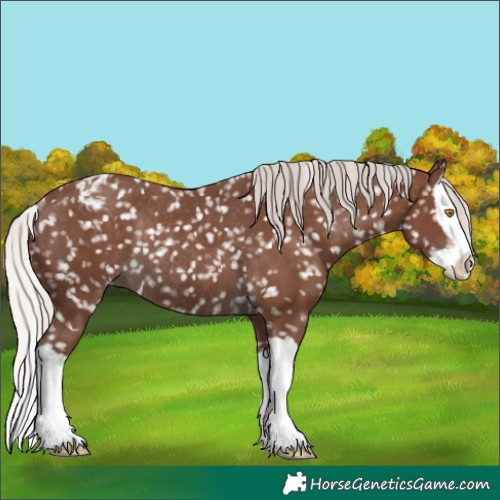 Horse Color:Silver Black Splash Appaloosa Rabicano 