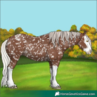 Horse Color:Silver Black Splash Appaloosa Rabicano 