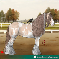 Horse Color:White Spotted Bay Dun Appaloosa 