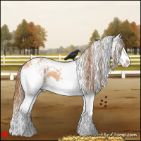 Horse Color:White Spotted Red Dun Splash Appaloosa 