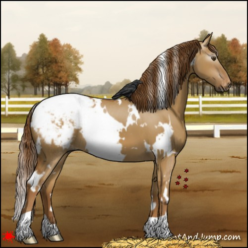 Horse Color:Gray White Spotted Red Dun Appaloosa 