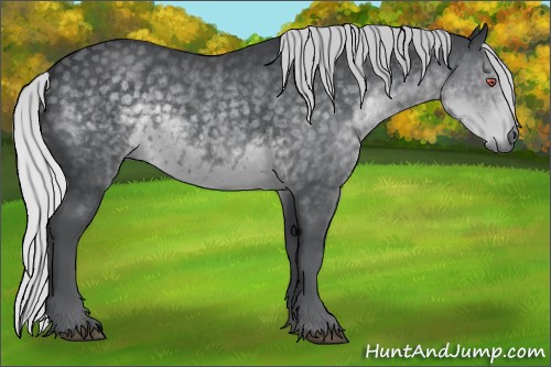 Horse Color:Silver Black Chinchilla Rabicano 