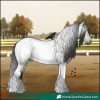 Horse Color:Gray Grullo Roan Tobiano Appaloosa