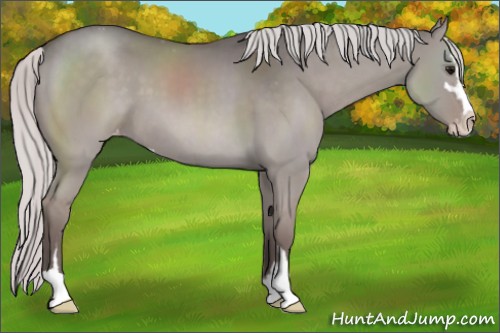Horse Color:Platinum Silver Grullo Sabino Varnish 