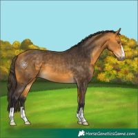 Horse Color:Buckskin 