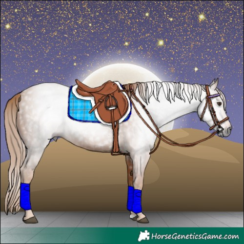 Horse Color:Gray Chestnut 