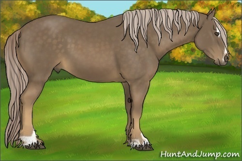 Horse Color:Chocolate Palomino Sabino 