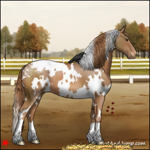 Horse Color:White Spotted Chestnut Appaloosa 