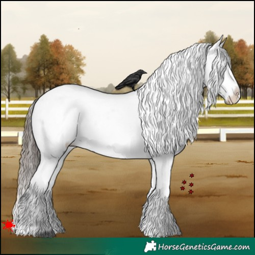 Horse Color:White Spotted Black Appaloosa 
