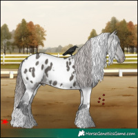 Horse Color:White Spotted Grullo Appaloosa 