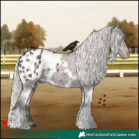 Horse Color:White Spotted Silver Black Appaloosa 