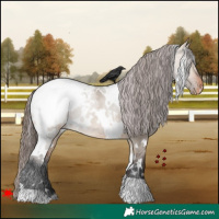 Horse Color:White Spotted Brown Dun Snowcap 