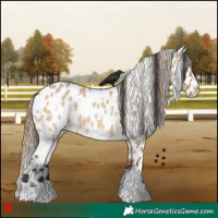 Horse Color:White Spotted Bay Dun Appaloosa 