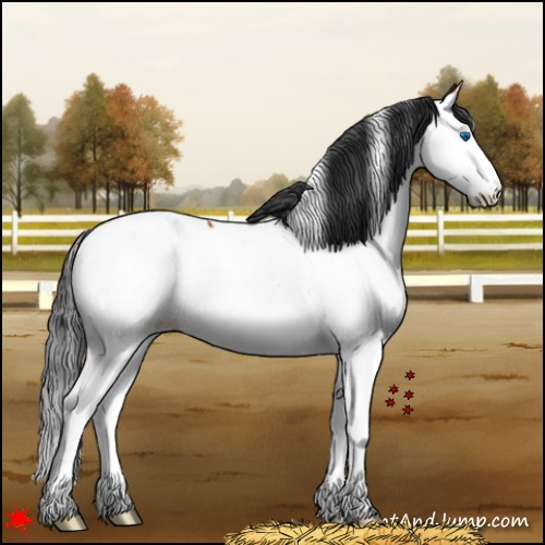 Horse Color:White Spotted Bay Splash Appaloosa 