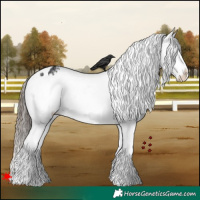 Horse Color:White Spotted Black Splash Appaloosa