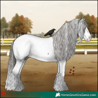 Horse Color:White Spotted Black Splash Near Fewspot 