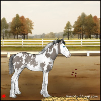 Horse Color:White Spotted Grullo Splash Rabicano