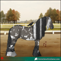 Horse Color:White Spotted Grullo 