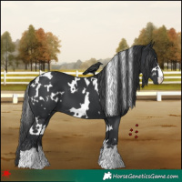 Horse Color:White Spotted Black