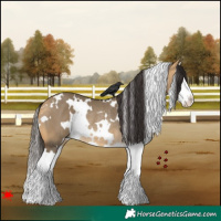 Horse Color:White Spotted Buckskin Dun Splash Rabicano 