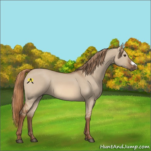 Horse Color:Red Dun Frame 