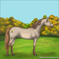 Horse Color:Red Dun Frame 