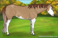 Horse Color:Red Dun Splash  Brindle