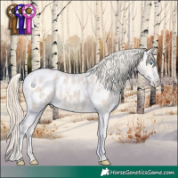 Horse Color:Smoky Creme Appaloosa 