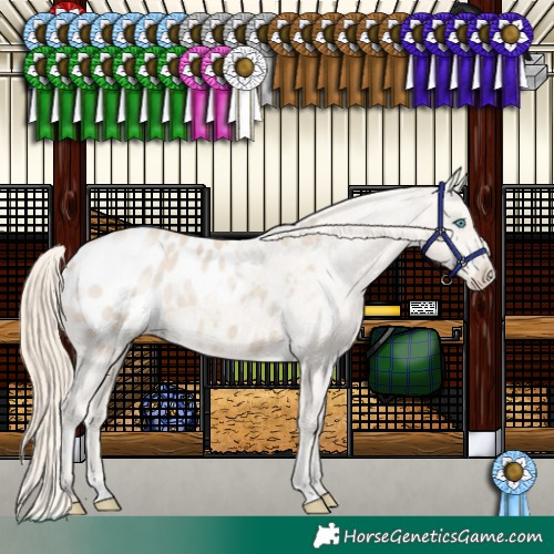 Horse Color:Smoky Creme Appaloosa 