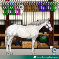 Horse Color:Smoky Creme Appaloosa