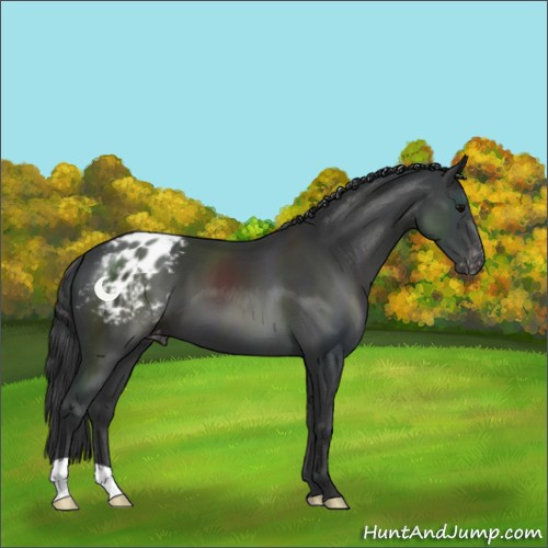 Horse Color:Black Appaloosa 