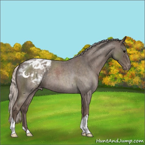 Horse Color:Silver Blue Roan Appaloosa 