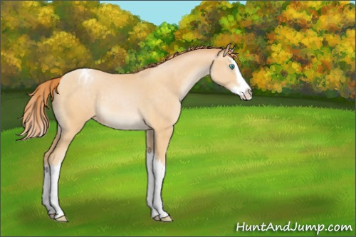 Horse Color:Buckskin Pearl Splash Blanket 