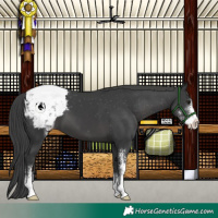 Horse Color:Black Sabino Snowcap 