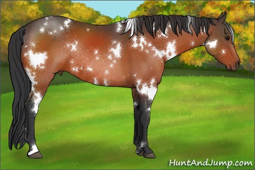 Horse Color:White Spotted Bay Rabicano 